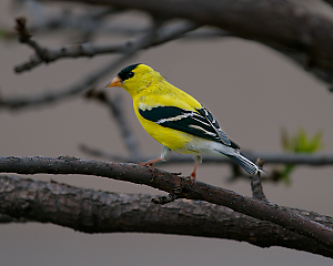 GoldFinch LVS00006